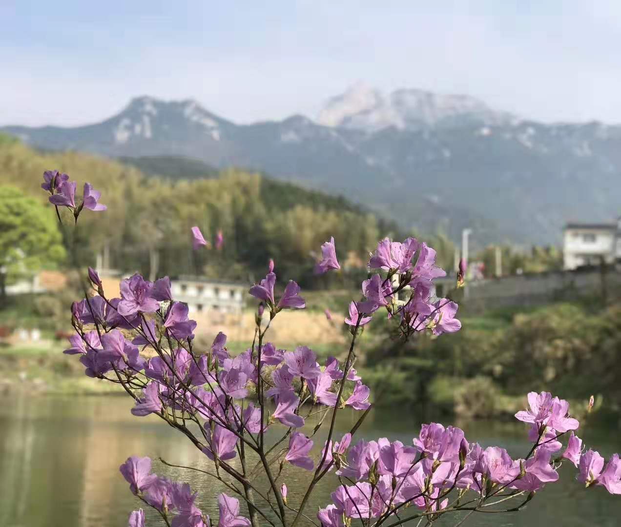 天柱山大峡谷春季景色