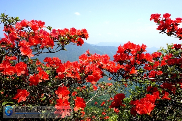 杜鹃花开天柱山，云端上的舞者